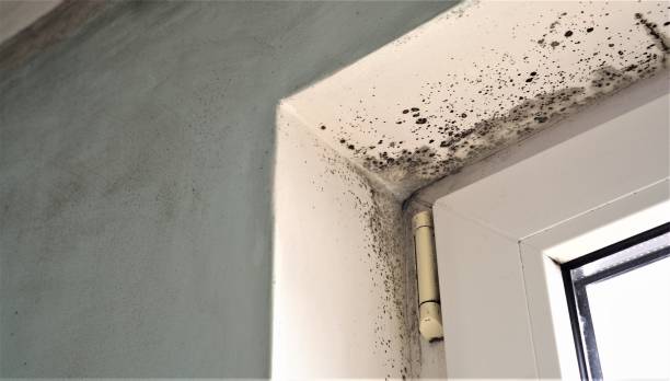 Best Comprehensive Air Testing for Mold Contaminants  in Rapid Valley, SD