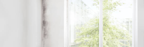  Rapid Valley, SD Mold Removal Pros