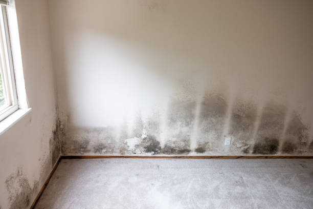 Best Mold Odor Removal Services  in Rapid Valley, SD